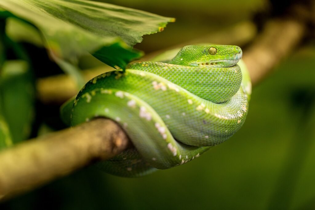 snake, green, animal