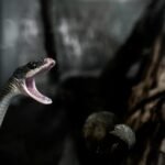 Grey and Brown Snake Opening Mouth