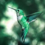 green and black humming bird