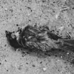 grayscale photo of bird