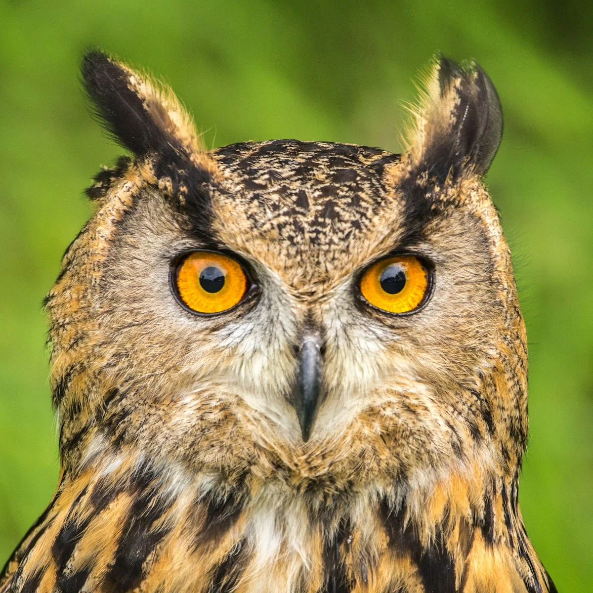 selective focus photography of Eurasian Eagle-owl during daytime