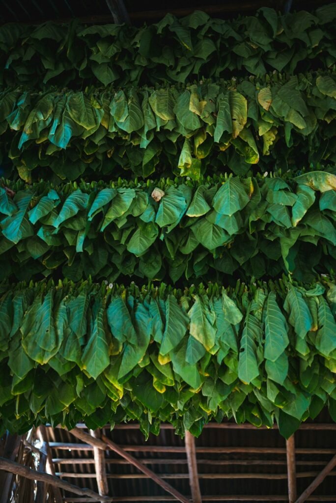 view of cut and tied leaves