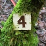 a number four sign on a tree covered in moss