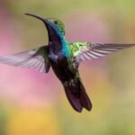 hummingbird, bird, flight