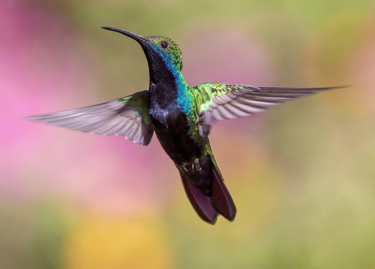 hummingbird, bird, flight