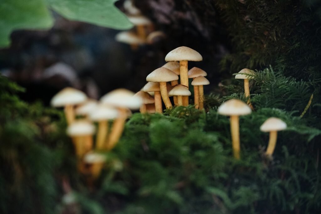 what does the bible say about mushrooms