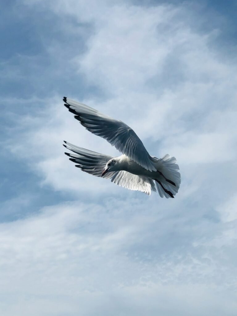 white bird flying under white clouds during daytime - when was job born in the bible