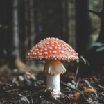 red and white mushroom