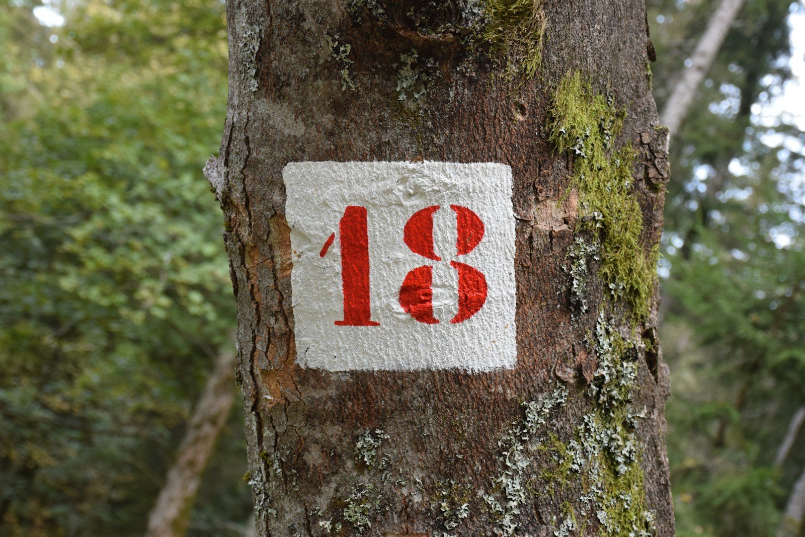 a red and white sign on a tree in a forest - what does the number 18 mean in the bible