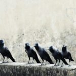 five black crow birds