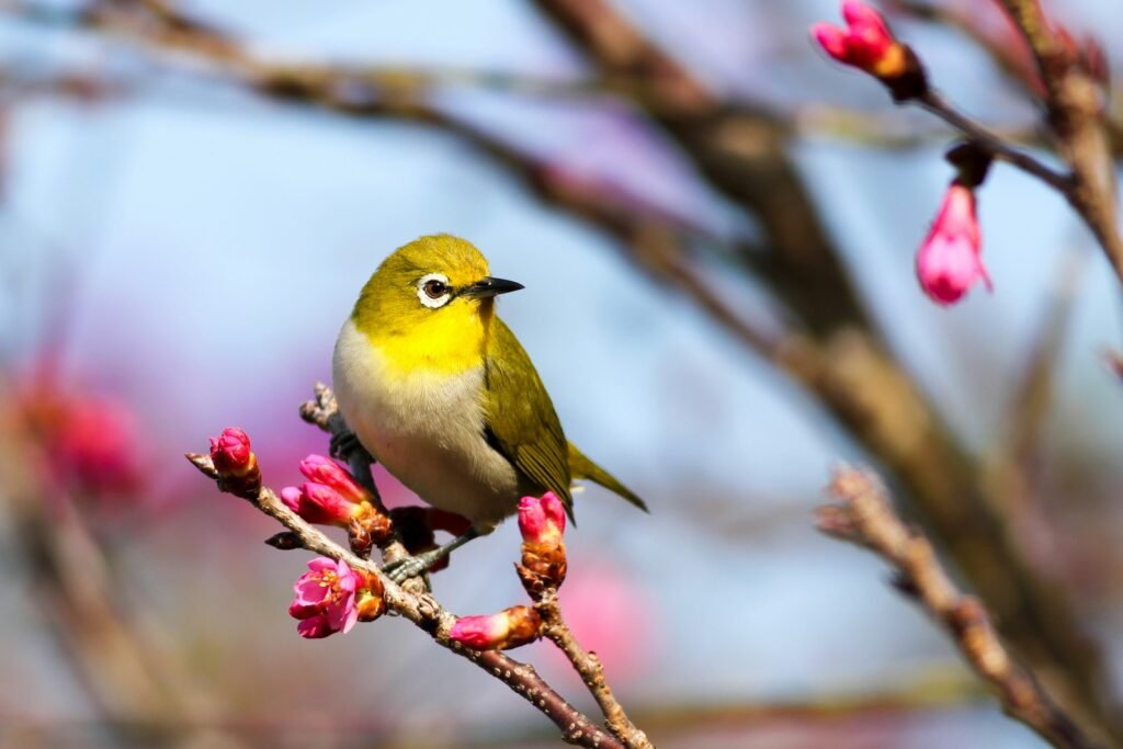 What Does a Bird Hitting Your Window Mean in The Bible