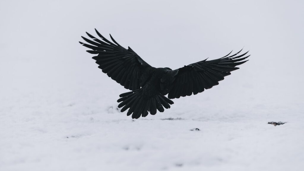 what do crows symbolize in the bible? - Illustration of what crows symbolize in the Bible as messengers of God's judgment.