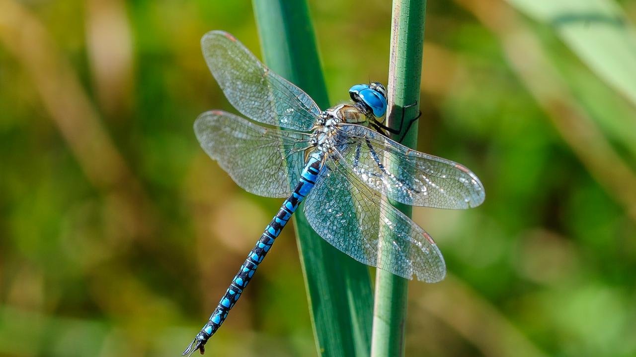 What Does A Dragonfly Symbolize In The Bible?