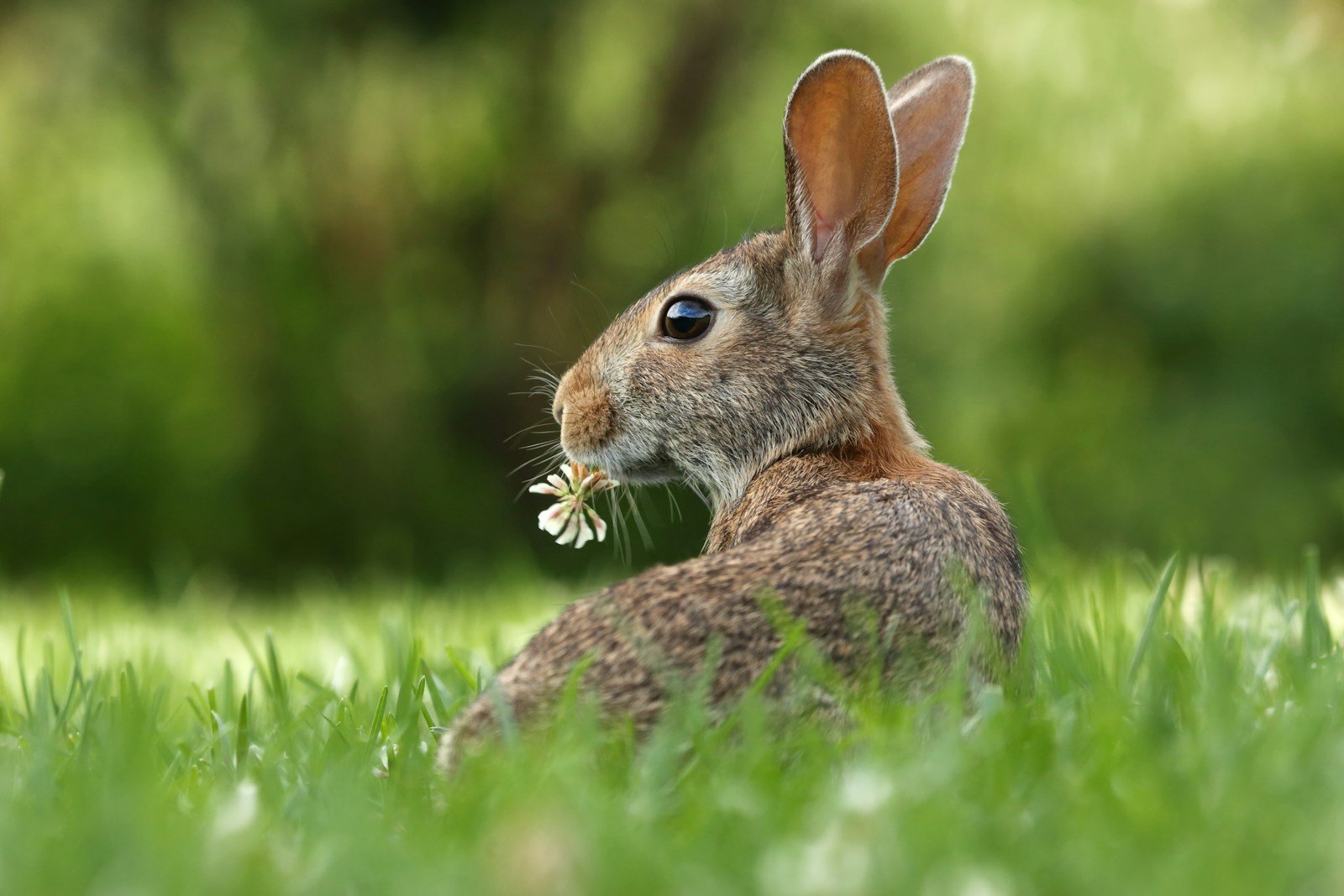 selective focus photo of brown rabbit on grasses