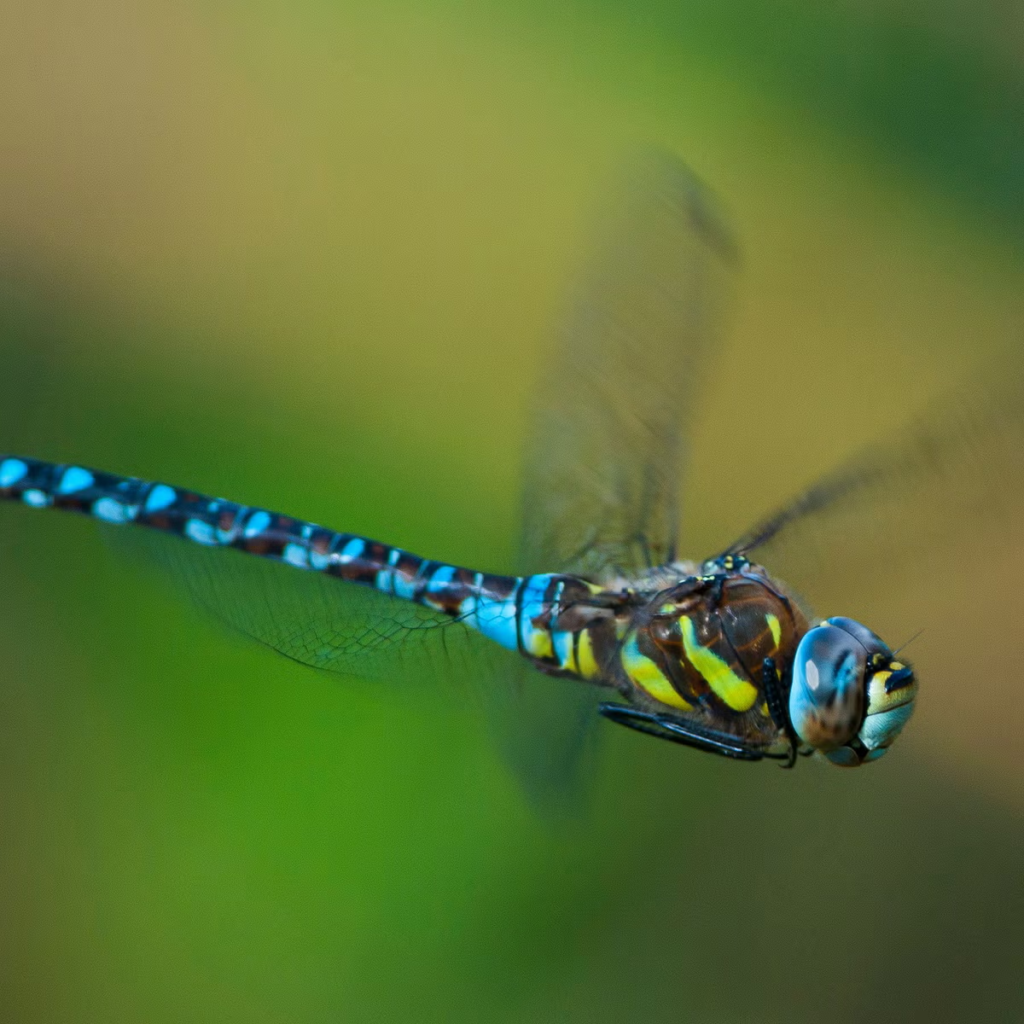 What Does A Dragonfly Symbolize In The Bible?