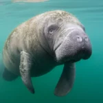 What Are Sea Cows In The Bible?