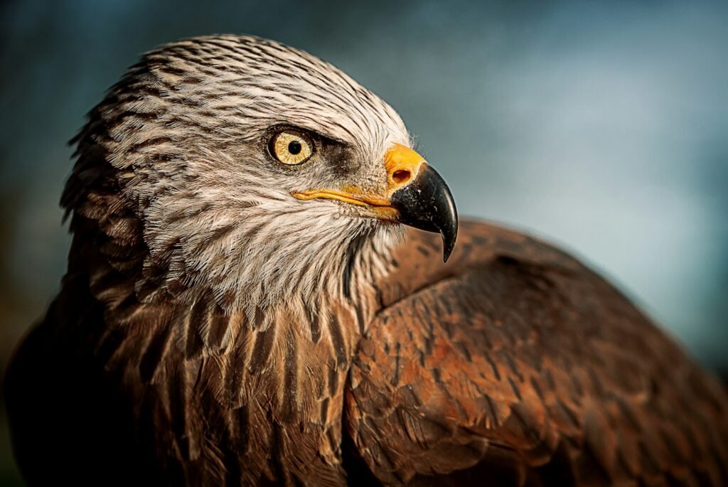 What is Eagle in the bible?