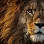 What does the Lion Symbolize in the Bible