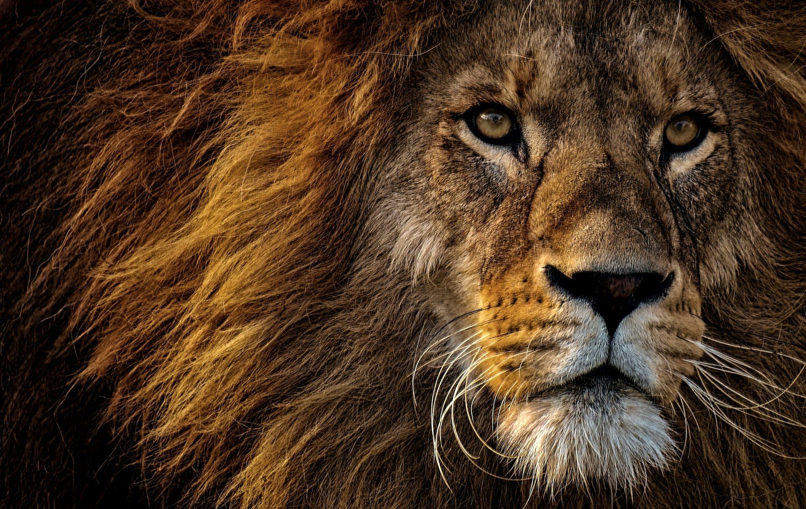 What does the Lion Symbolize in the Bible