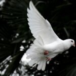 What does the dove symbolize in the Bible?