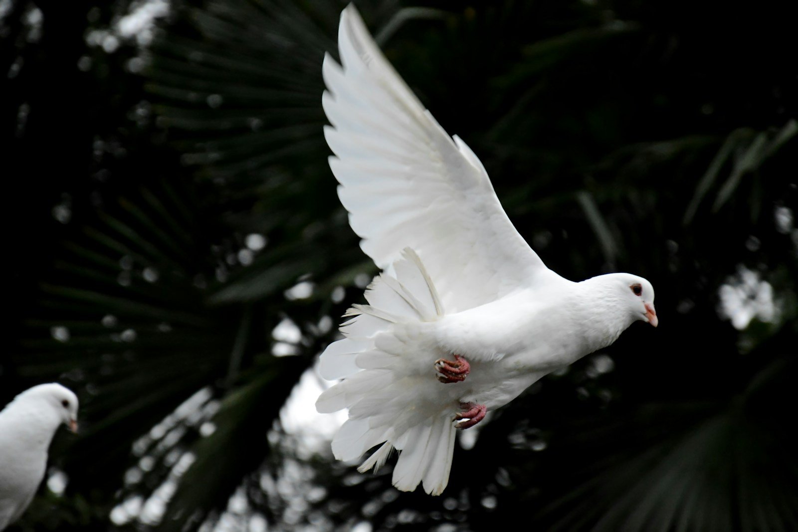 What does the dove symbolize in the Bible?