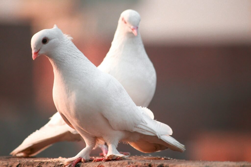 What does the dove symbolize in the Bible?