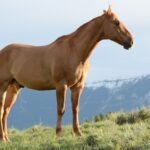 What does the Horse Symbolize in the Bible