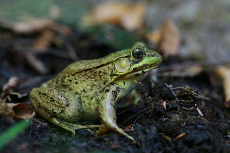 What do frogs symbolize in the Bible?