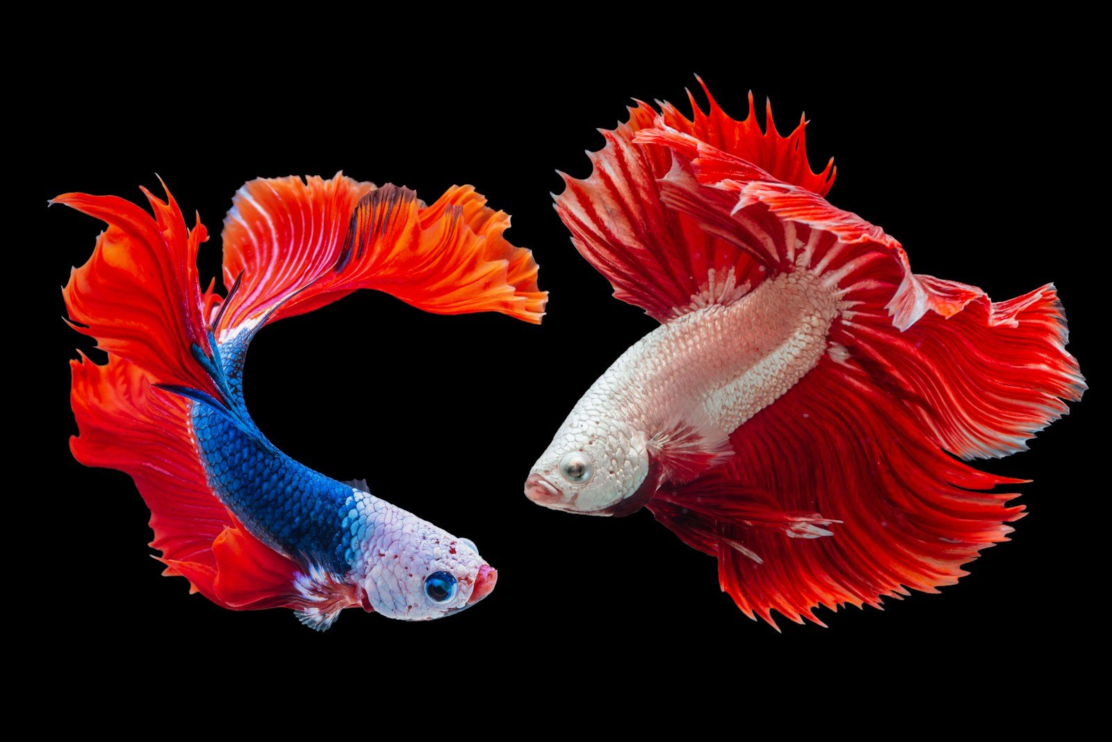 What do fish symbolize in the Bible?