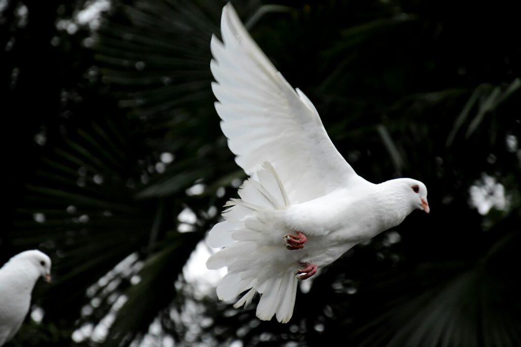 two white doves flying - what does the bible say about free will