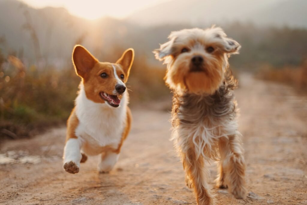 two brown and white dogs running dirt road during daytime - what does the bible say about dogs