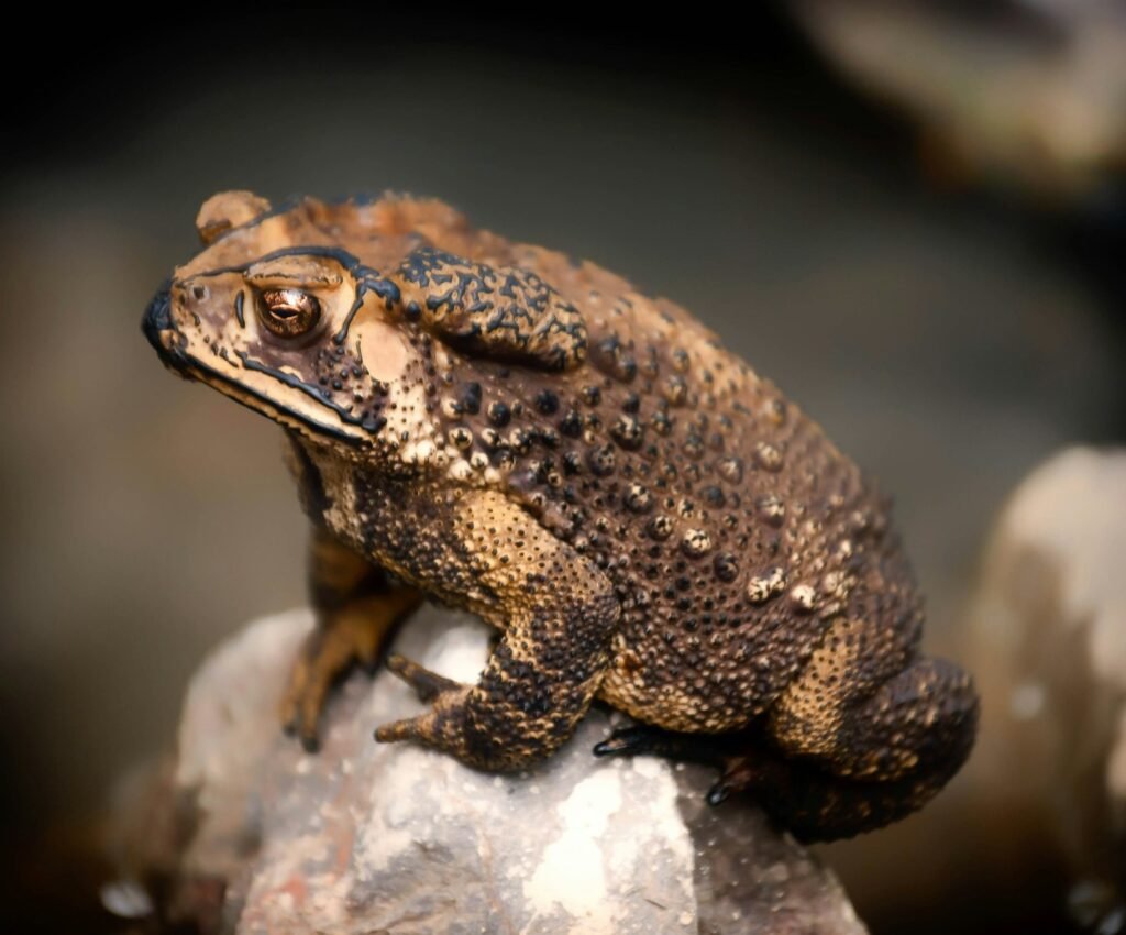 What does toad symbolize in the Bible?