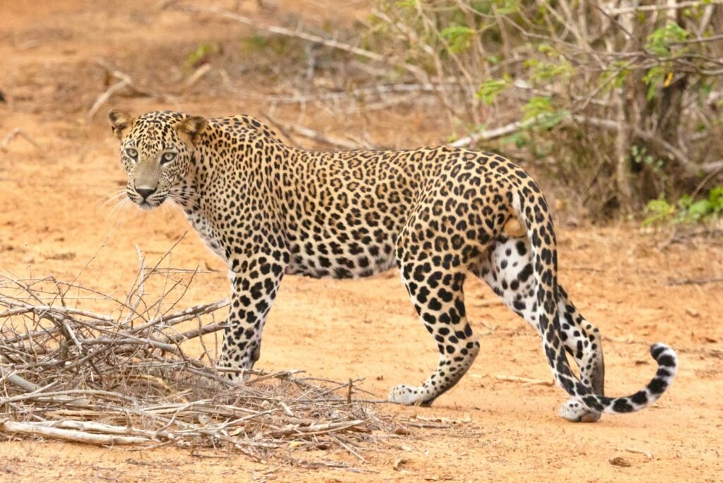 a large leopard walking across a dirt field - What does leopard symbolize in the Bible?