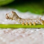 What does silkworm symbolize in the Bible?