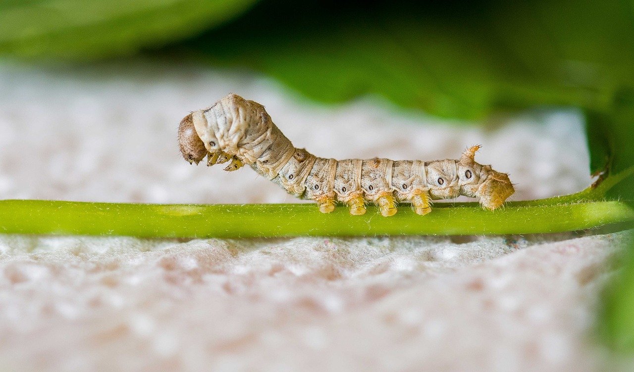 What does silkworm symbolize in the Bible?