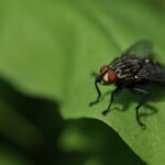 focus photography of black fly - What do swarms of flies symbolize in the Bible?