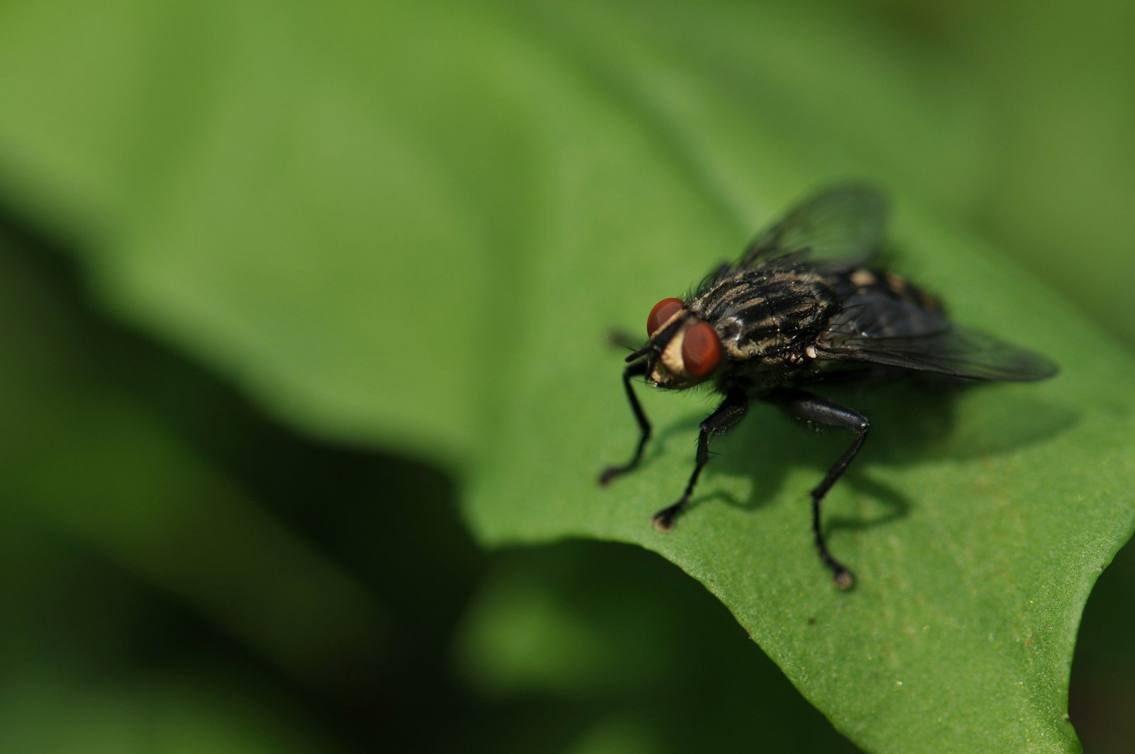 focus photography of black fly - What do swarms of flies symbolize in the Bible?