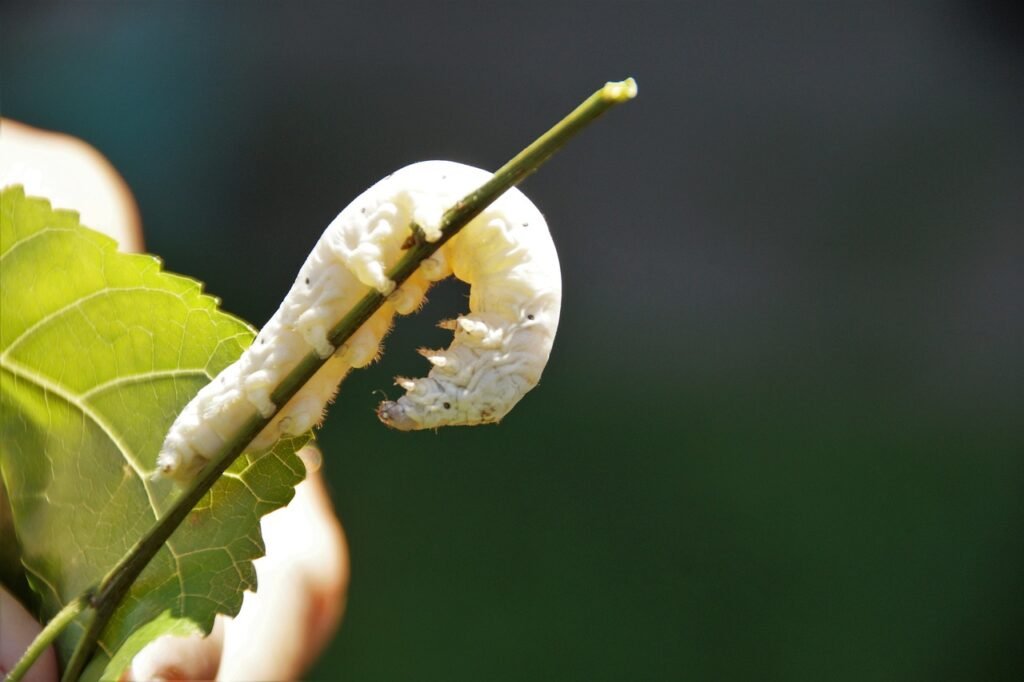 What does silkworm symbolize in the Bible?