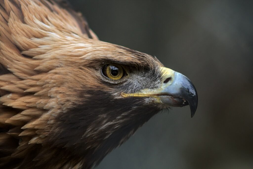 What does hawk symbolize in the Bible?