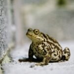 What does toad symbolize in the Bible?