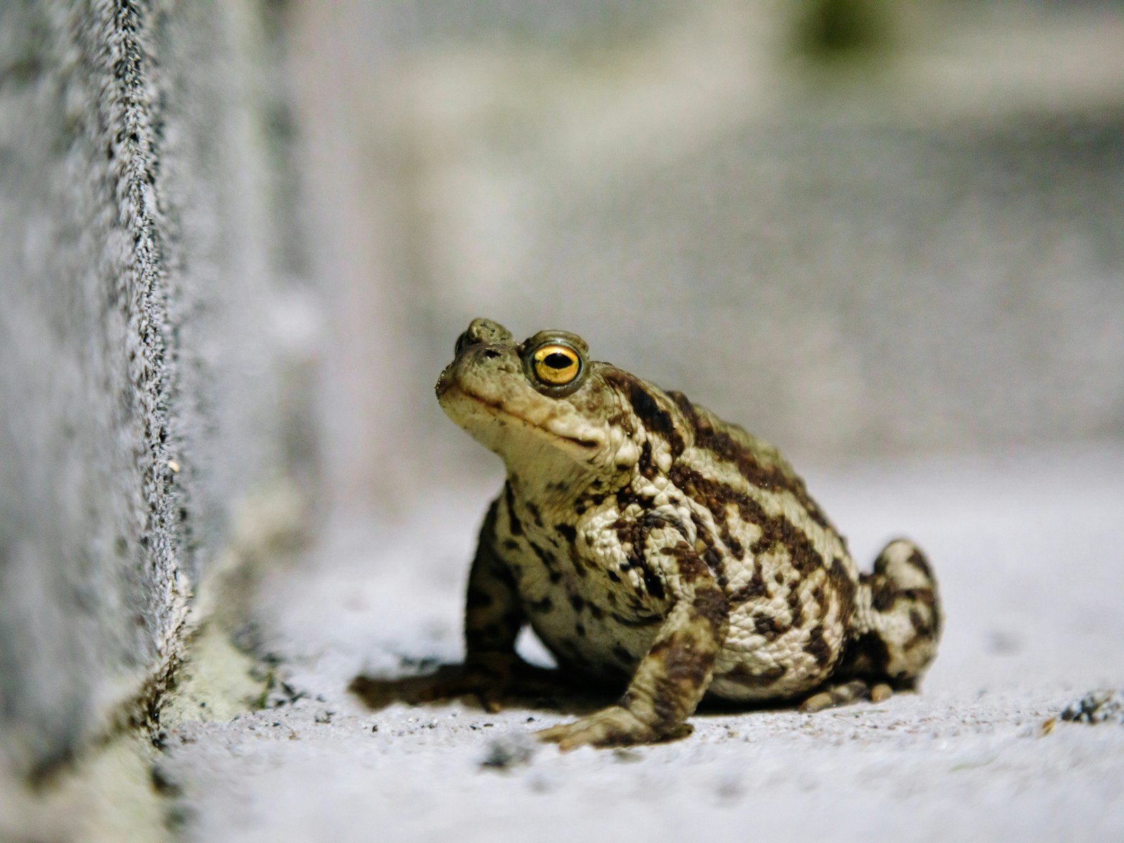 What does toad symbolize in the Bible?