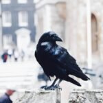 black raven on gray stone photo - What does raven symbolize in the Bible?