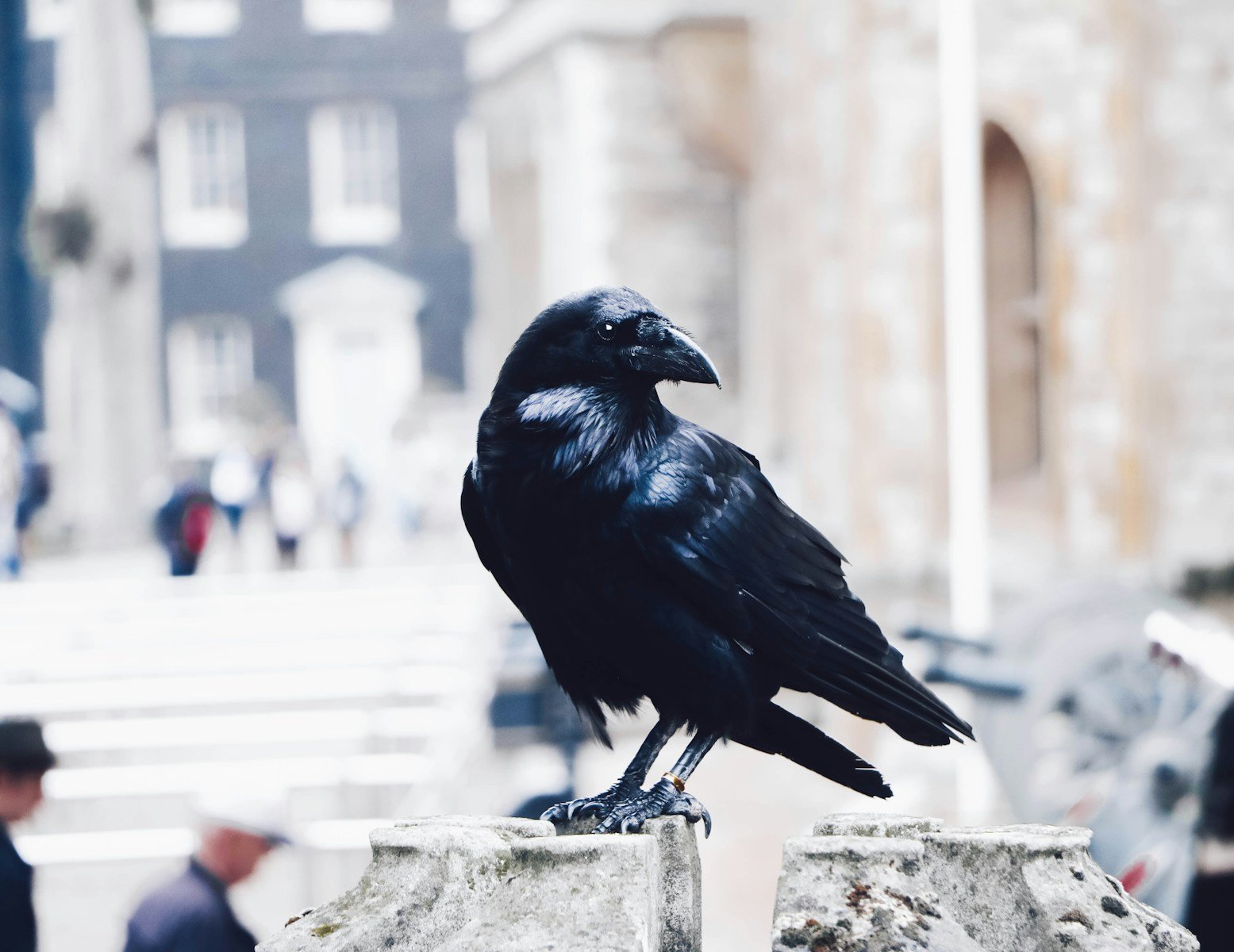 black raven on gray stone photo - What does raven symbolize in the Bible?