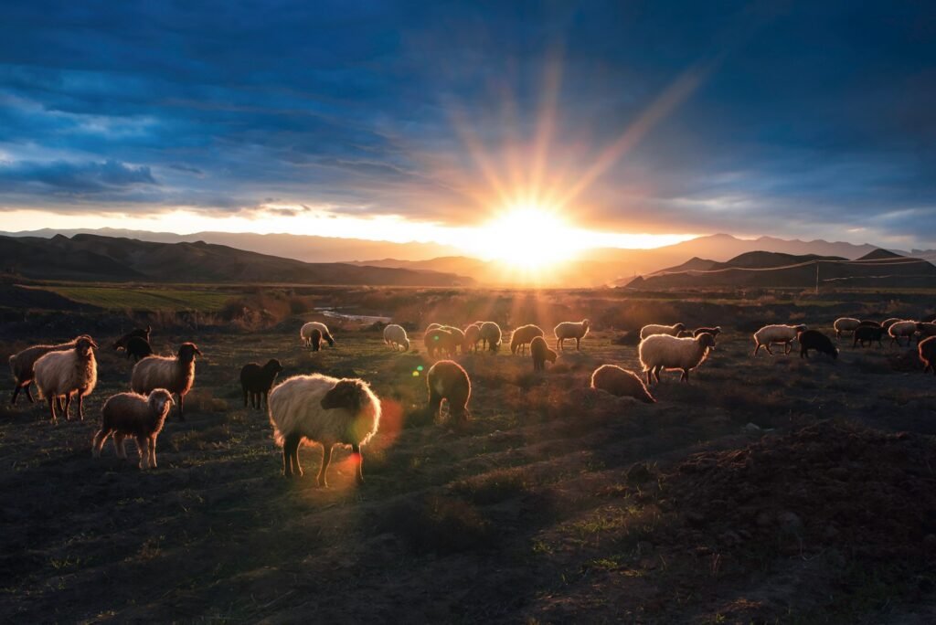 herd of sheep on field during daytime - What does sheep symbolize in the Bible?