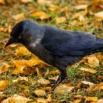 What does jackdaw symbolize in the Bible?