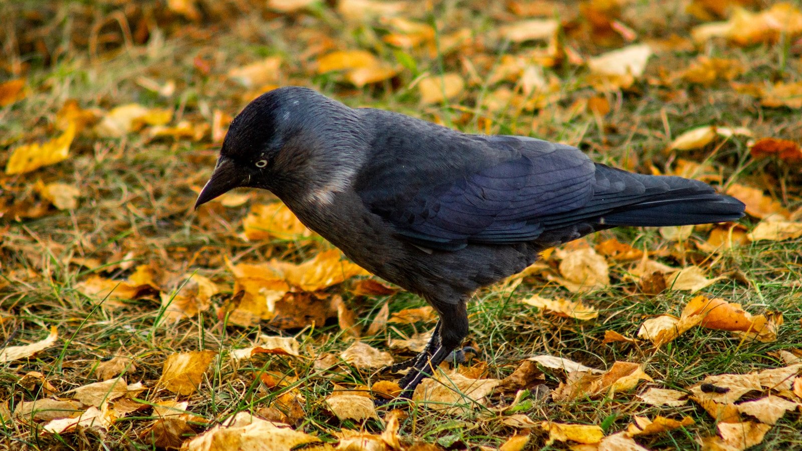 What does jackdaw symbolize in the Bible?