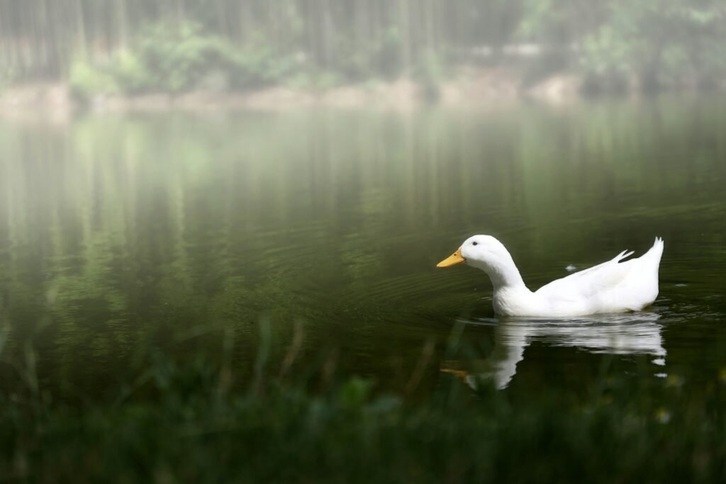 What does duck symbolize in the Bible?