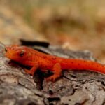 What does newt symbolize in the Bible?