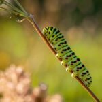 green and black caterpillar on brown stem in close up photography during daytime