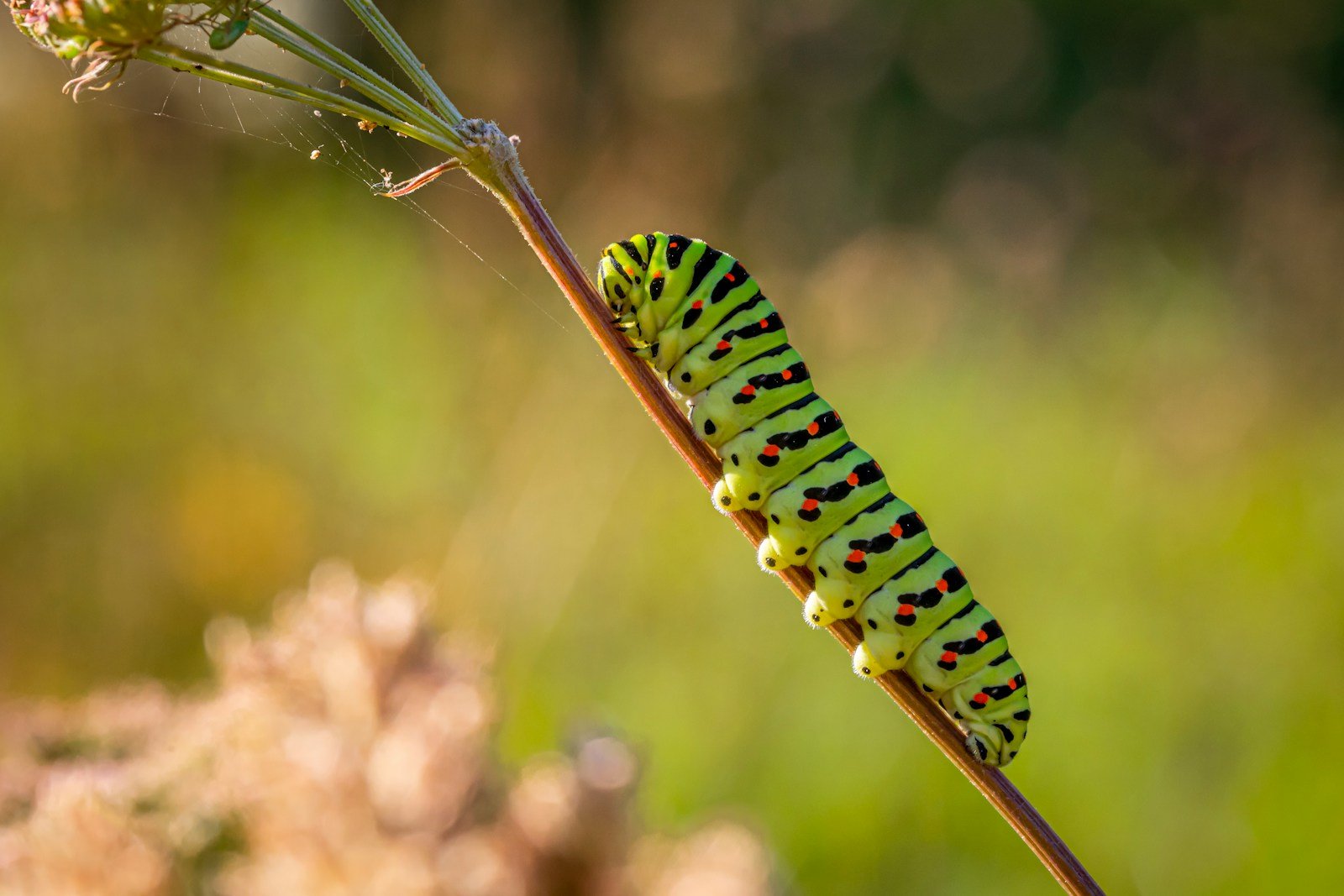 green and black caterpillar on brown stem in close up photography during daytime